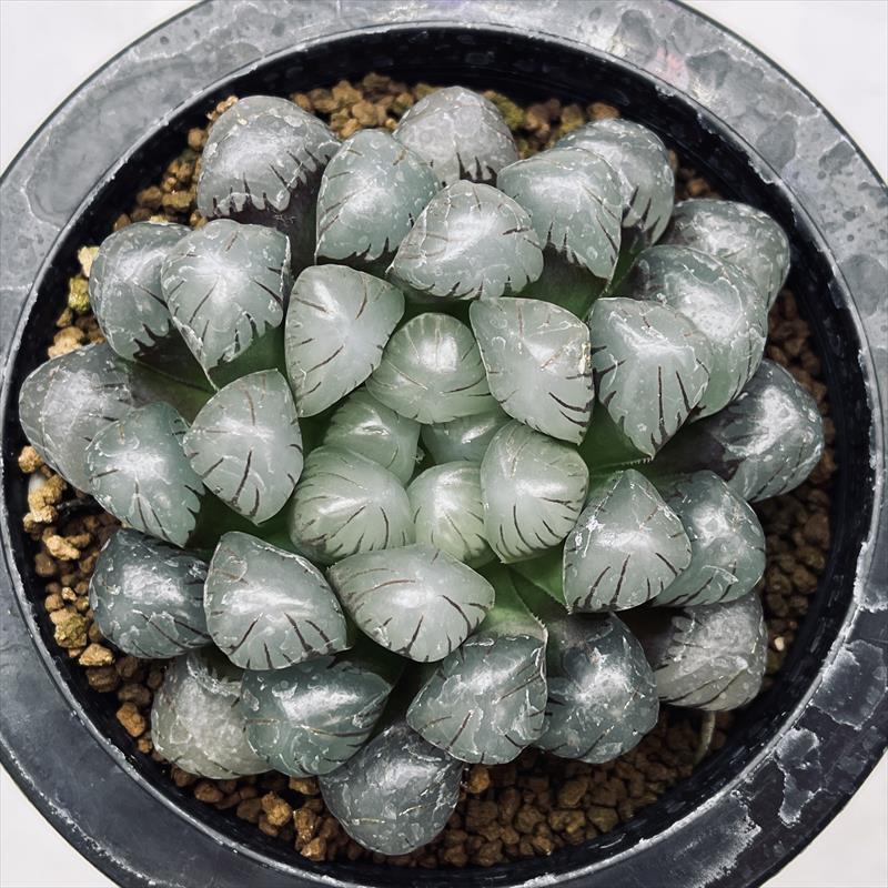 多肉植物：ハオルチア ドドソン紫オブツーサ*幅8cm : 遊恵盆栽