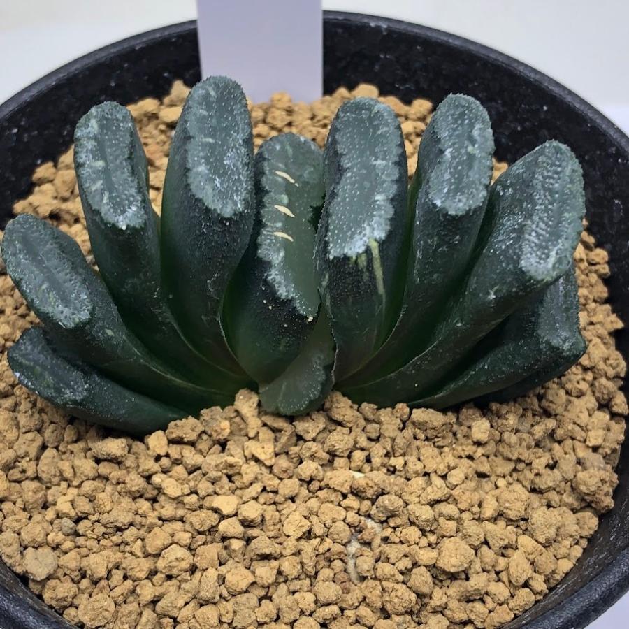 大型玉扇  美品 多肉植物：ハオルチア 大型玉扇 N-5 少しだけ斑入り*幅6.5cm 現品
