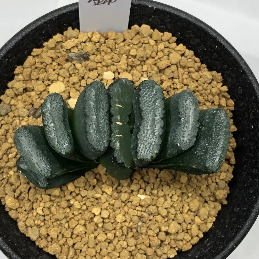 多肉植物：ハオルチア 大型玉扇 N-5 少しだけ斑入り*幅6.5cm 現品