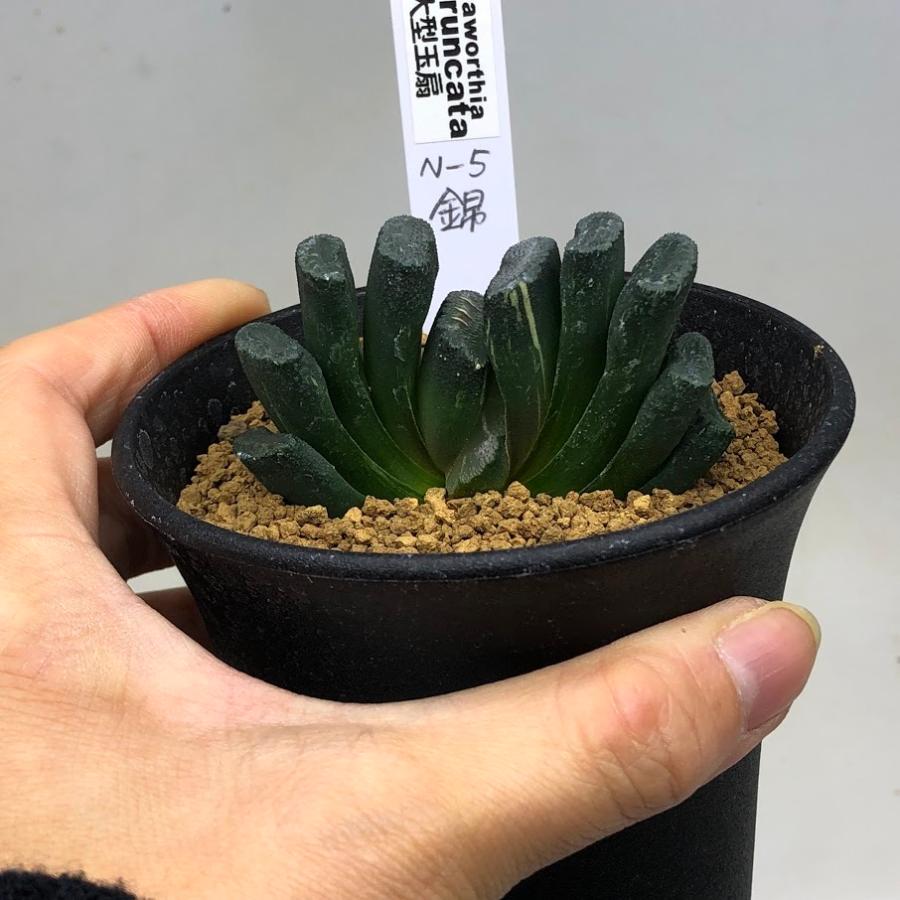 大型玉扇  美品 多肉植物：ハオルチア 玉扇 美白線巨大マグニフィカ 徳田マンモス*幅