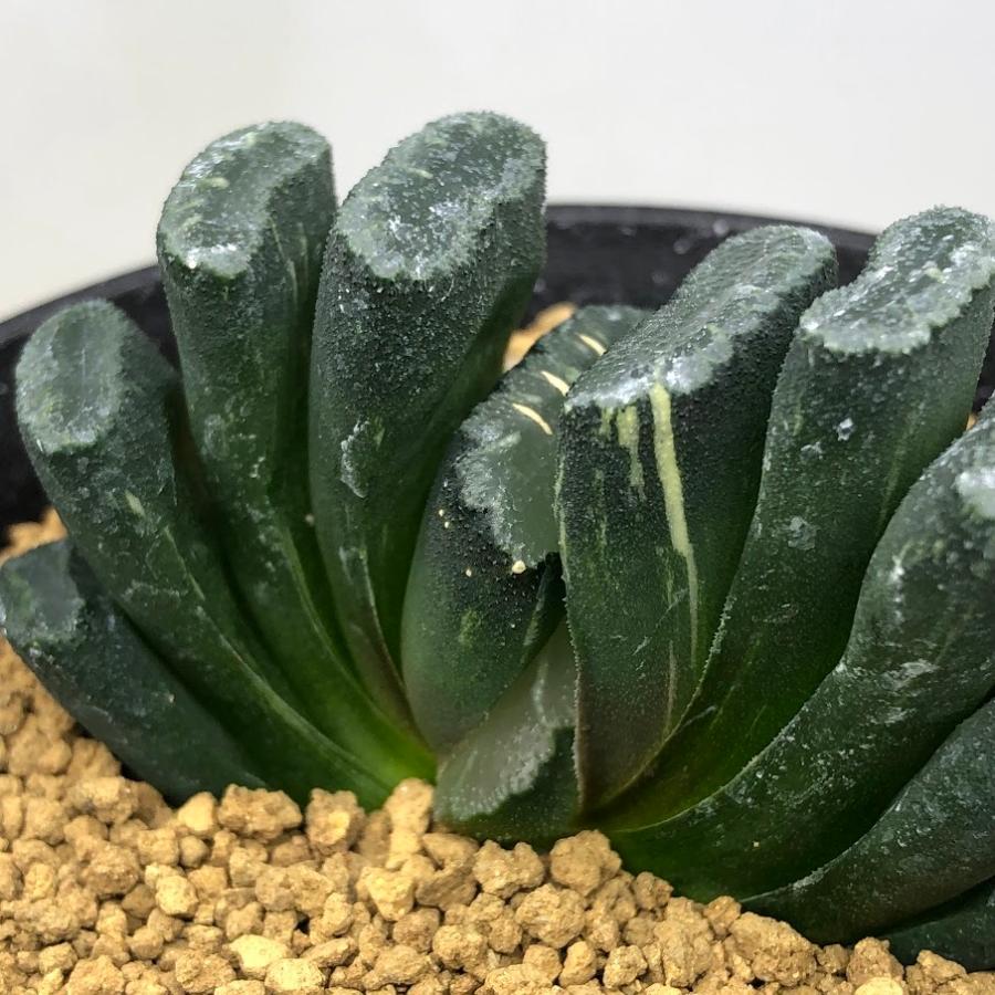 多肉植物：ハオルチア 大型玉扇 N-5 少しだけ斑入り*幅6.5cm 現品
