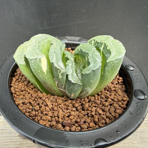 多肉植物：ハオルチア 大型玉扇 N-5 少しだけ斑入り*幅7cm 現品