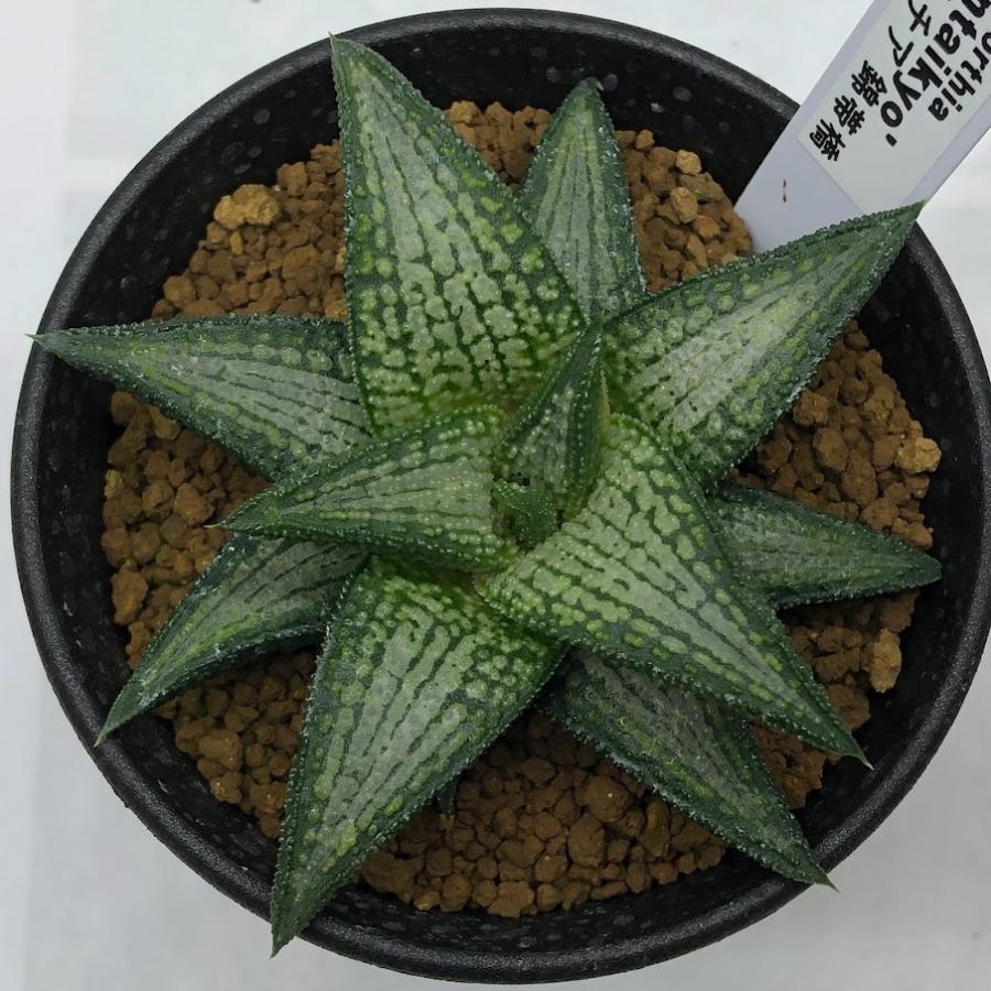 多肉植物:ハオルチア 錦帯橋*L 幅9cm : 遊恵盆栽 Yahoo!店 多肉植物:ハオルチア 錦帯橋*L 幅9cm : 遊恵盆栽 Yahoo!店