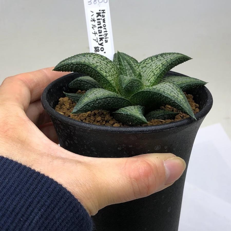 多肉植物:ハオルチア 錦帯橋*L 幅9cm : 遊恵盆栽 Yahoo!店 多肉植物:ハオルチア 錦帯橋*L 幅9cm : 遊恵盆栽 Yahoo!店