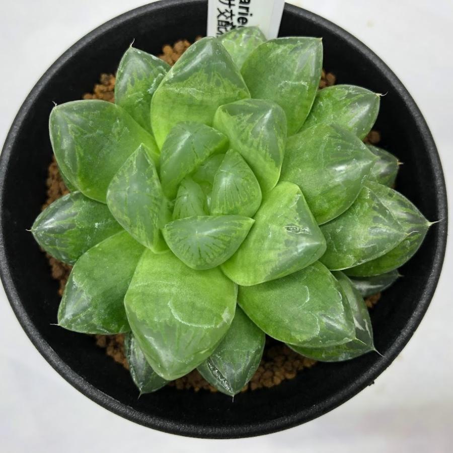 多肉植物：ハオルチア グリーンオブツーサhyb. 少しだけ斑入り*幅7cm