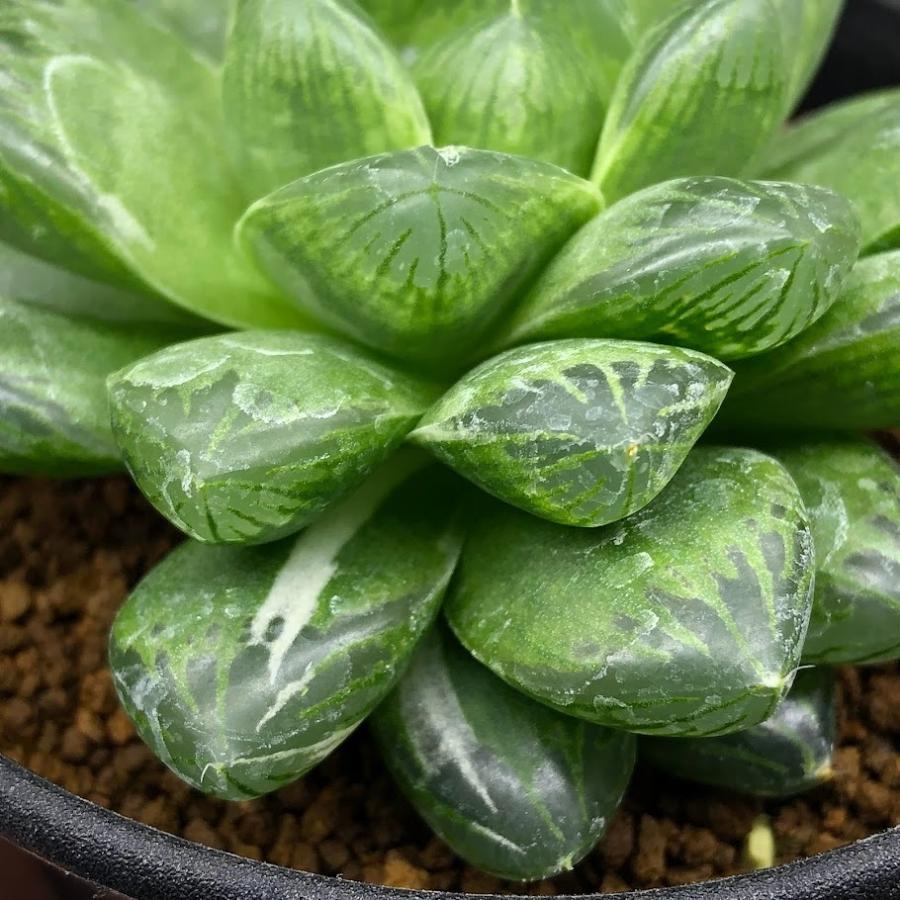 多肉植物：ハオルチア グリーンオブツーサhyb. 少しだけ斑入り*幅7cm