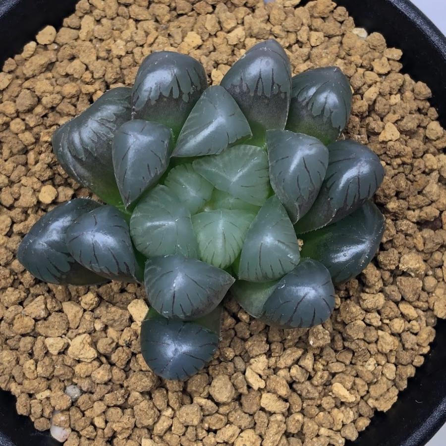 多肉植物：ハオルチア 巨大赤線レンズ×特大ブルー・レンズ*幅5cm