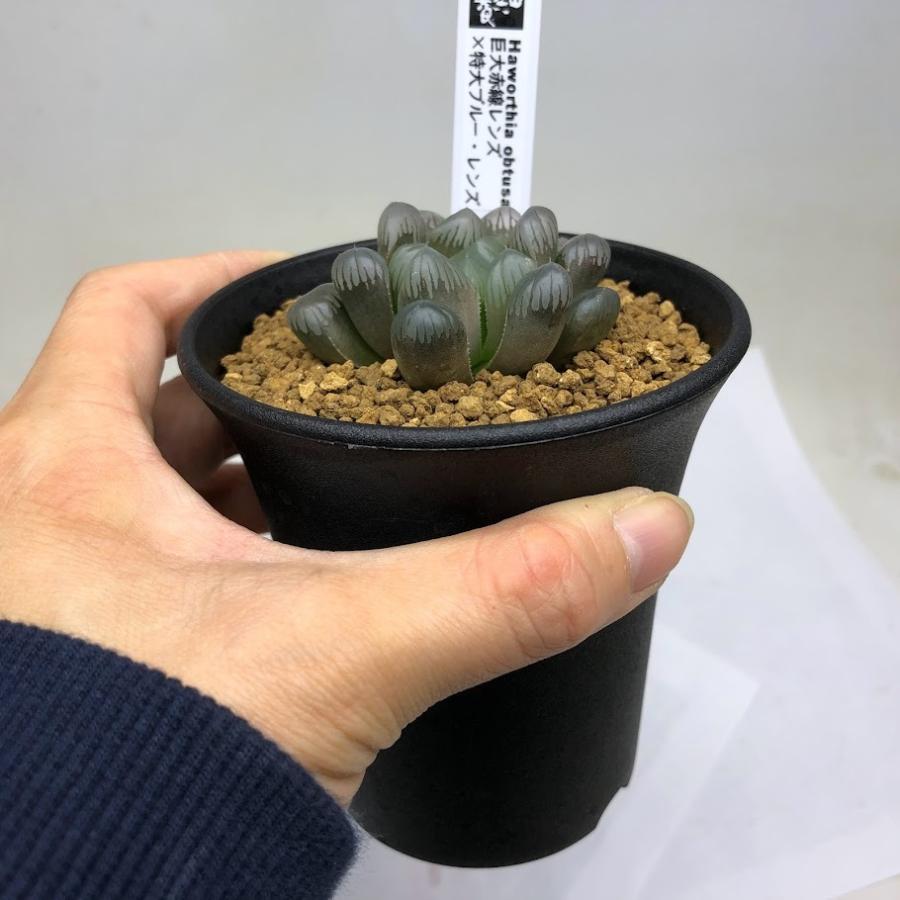 多肉植物：ハオルチア 巨大赤線レンズ×特大ブルー・レンズ*幅5cm