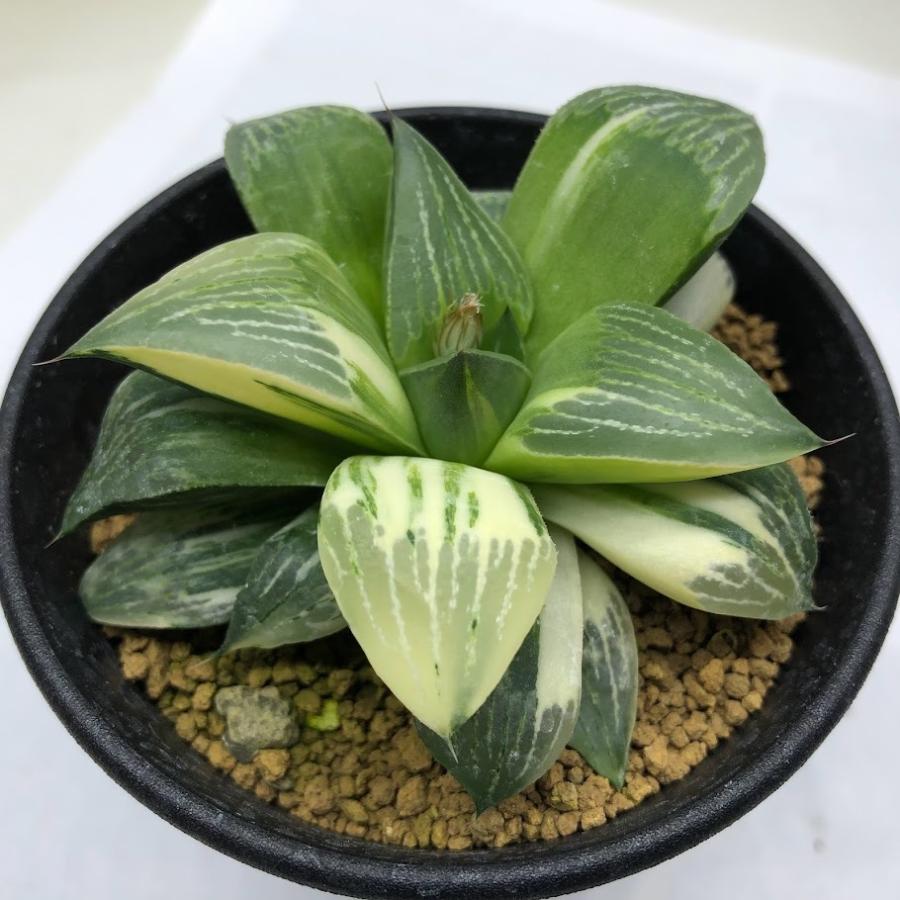 多肉植物 ハオルチア レツーサ 豊型寿錦 幅8ｃｍ 現品 一品限り Sv 遊恵盆栽 Yahoo 店 通販 Yahoo ショッピング