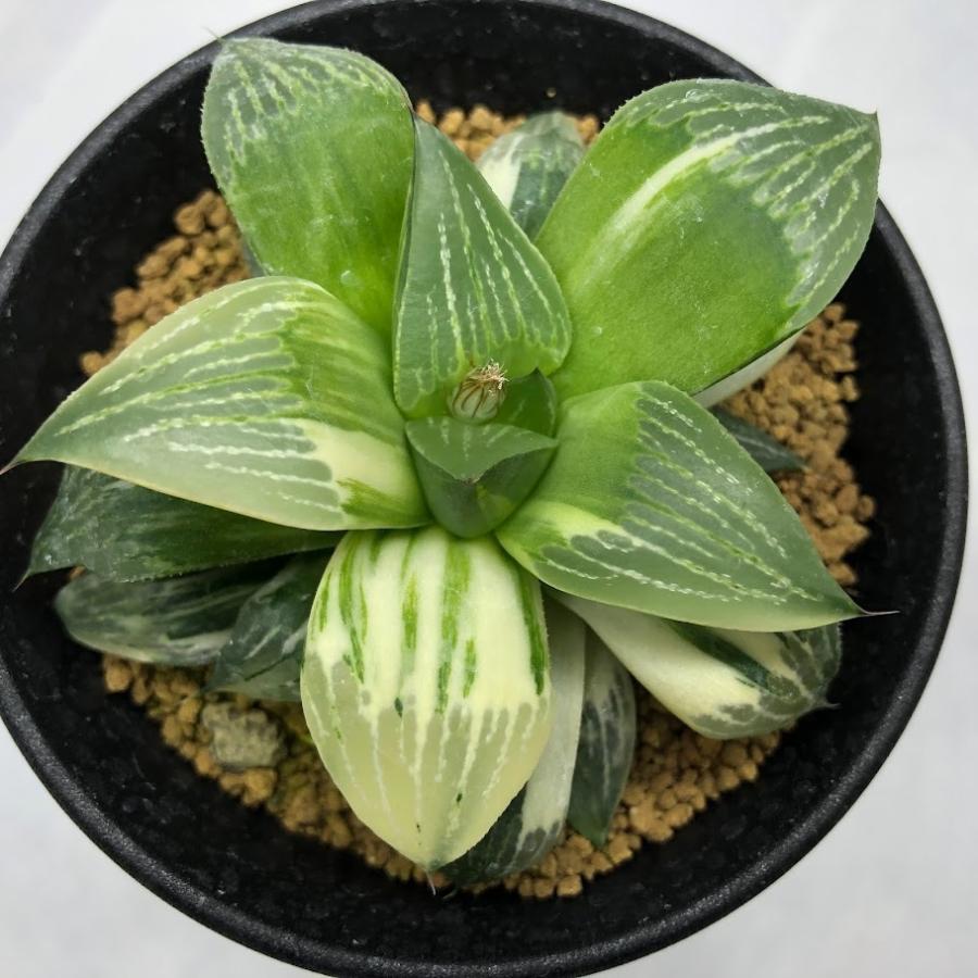 多肉植物：ハオルチア レツーサ 豊型寿錦*幅8cm 現品 一品限り