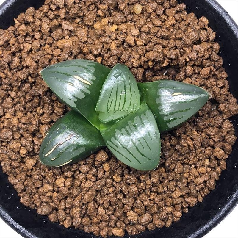 多肉植物：ハオルチア 水面（ムルチ×スプリングボック）×魔界F1