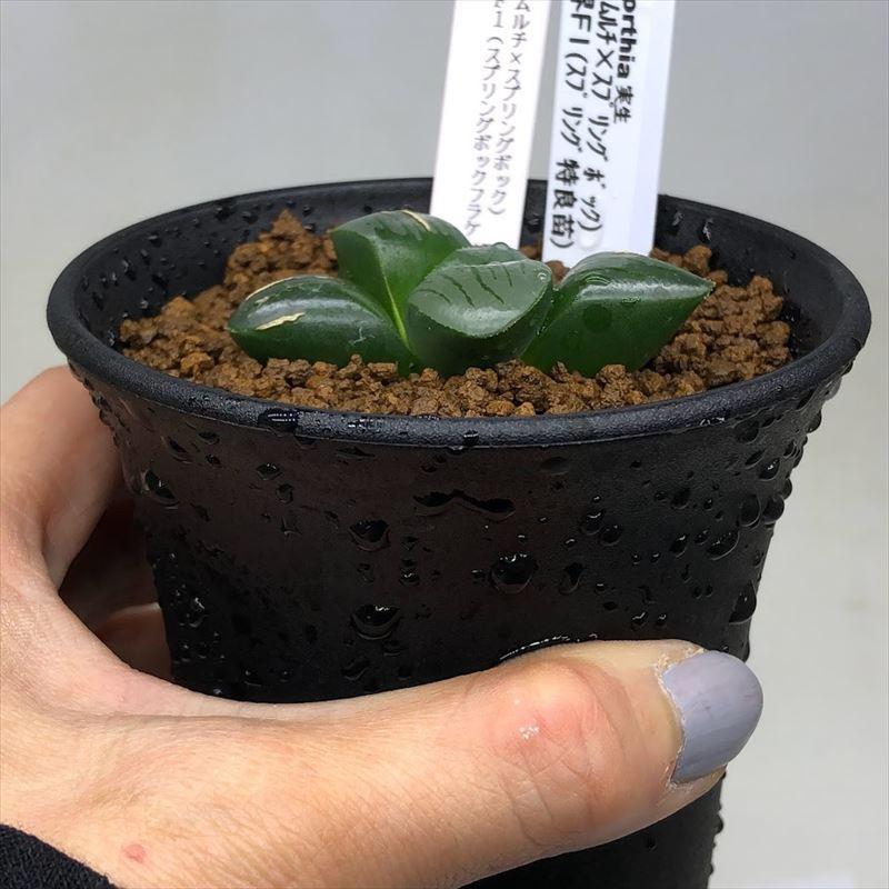 多肉植物：ハオルチア 水面（ムルチ×スプリングボック）×魔界F1
