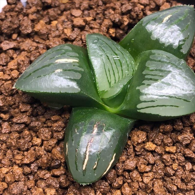 多肉植物：ハオルチア 水面（ムルチ×スプリングボック）×魔界F1