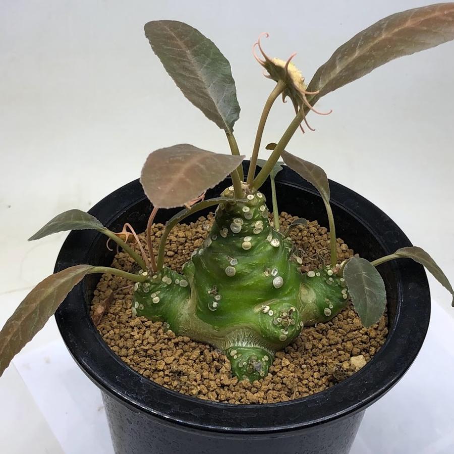 コーデックス:ドルステニア フォエチダ*塊根幅7.5cm 現品 コーデックス:ドルステニア フォエチダ*塊根幅7.5cm 現品