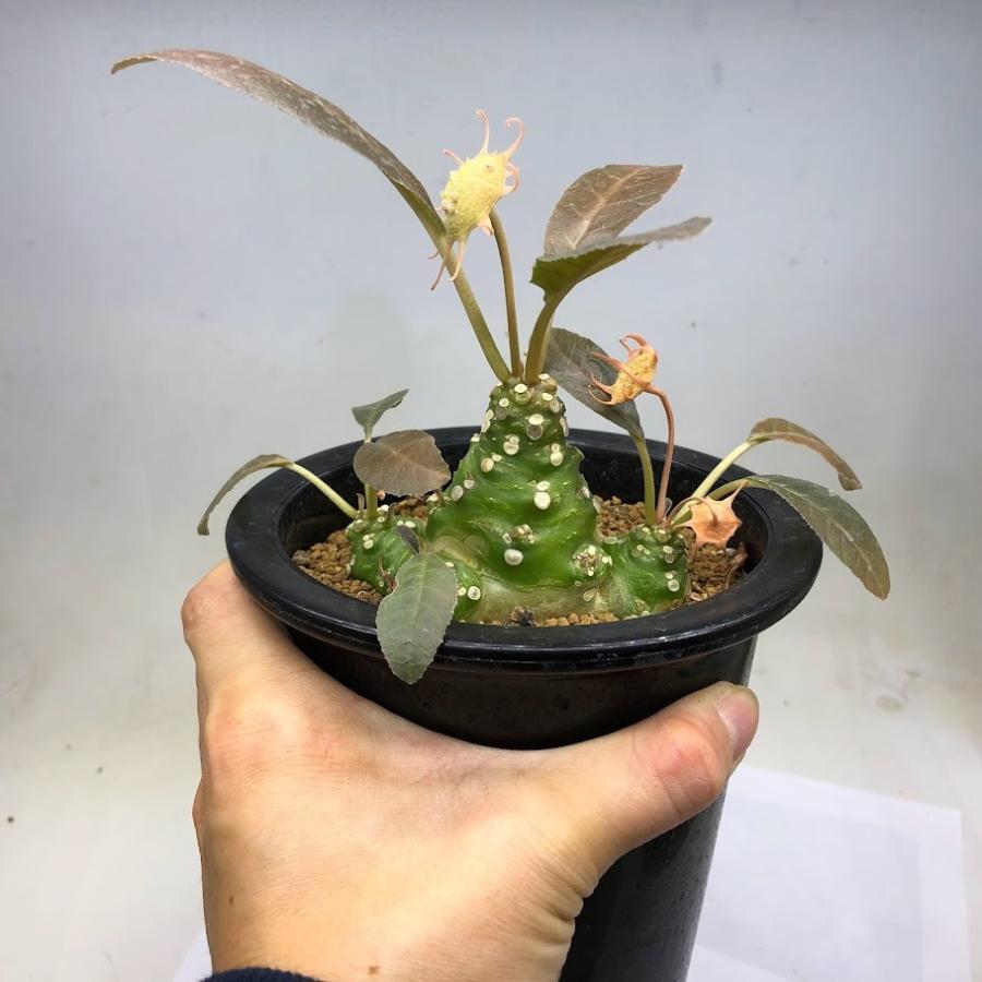 コーデックス：ドルステニア フォエチダ*塊根幅7.5cm 現品！一品限り