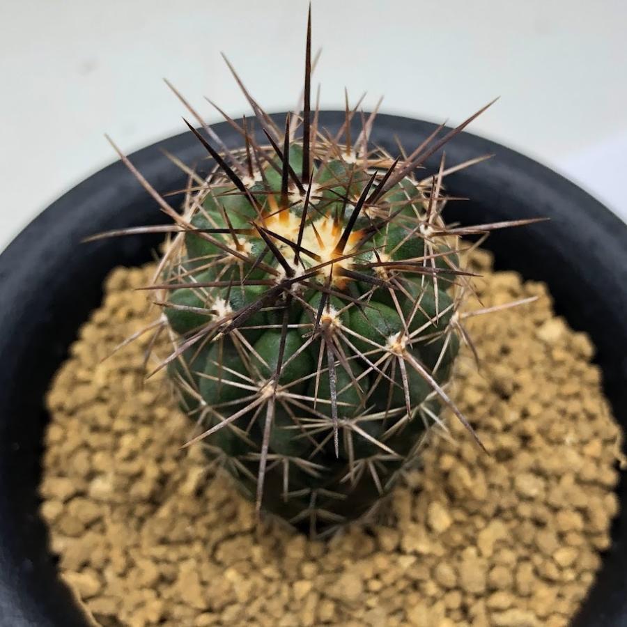 Copiapoa rupestris【コピアポア・ルペストリス】 ᴄᴏᴘɪᴀᴘᴏᴀ ʀᴜᴘᴇsᴛʀɪs × ᴊᴏsʜᴜᴀ ᴇᴠᴀɴ コピアポア