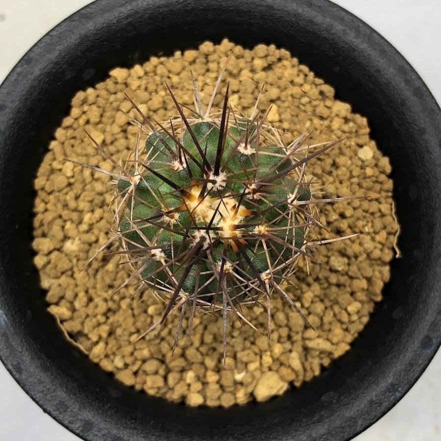 サボテン：コピアポア ルペストリス 実生*幅3cm : 遊恵盆栽 Yahoo!店