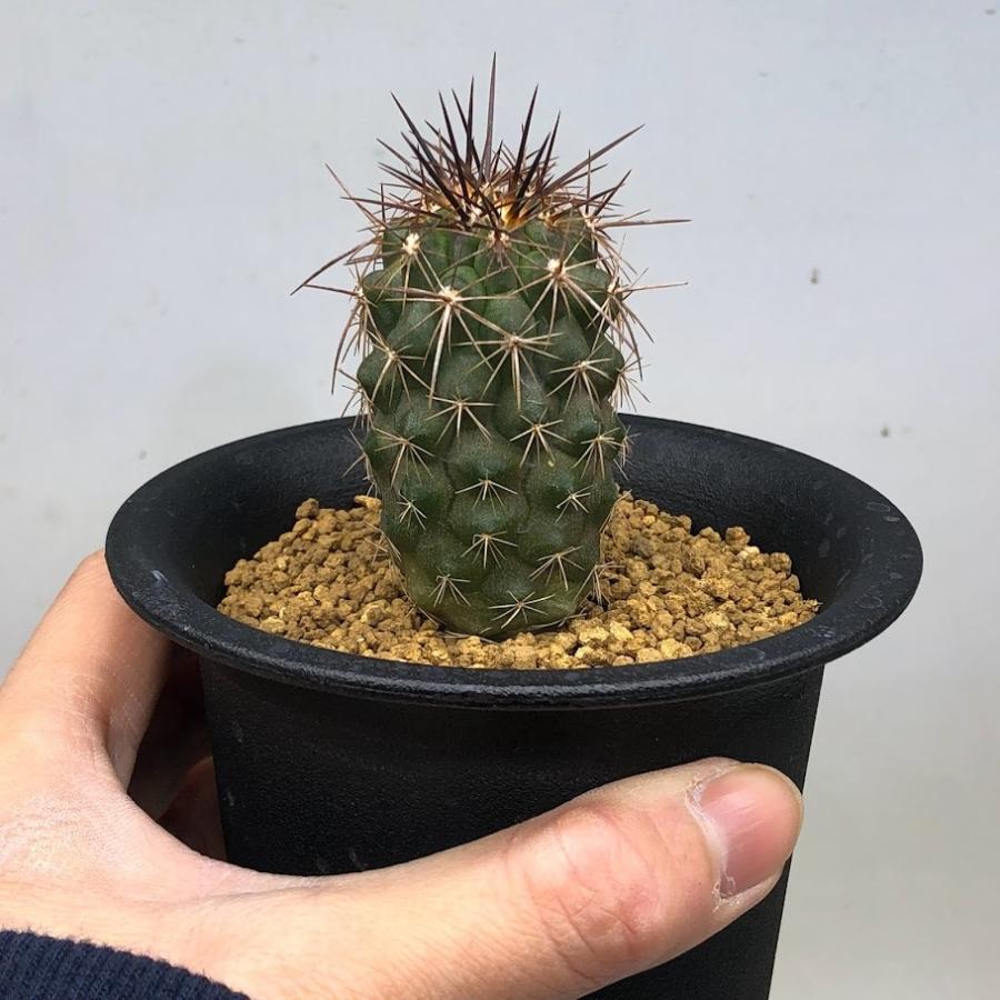 サボテン：コピアポア ルペストリス 実生*幅3cm : 遊恵盆栽 Yahoo!店