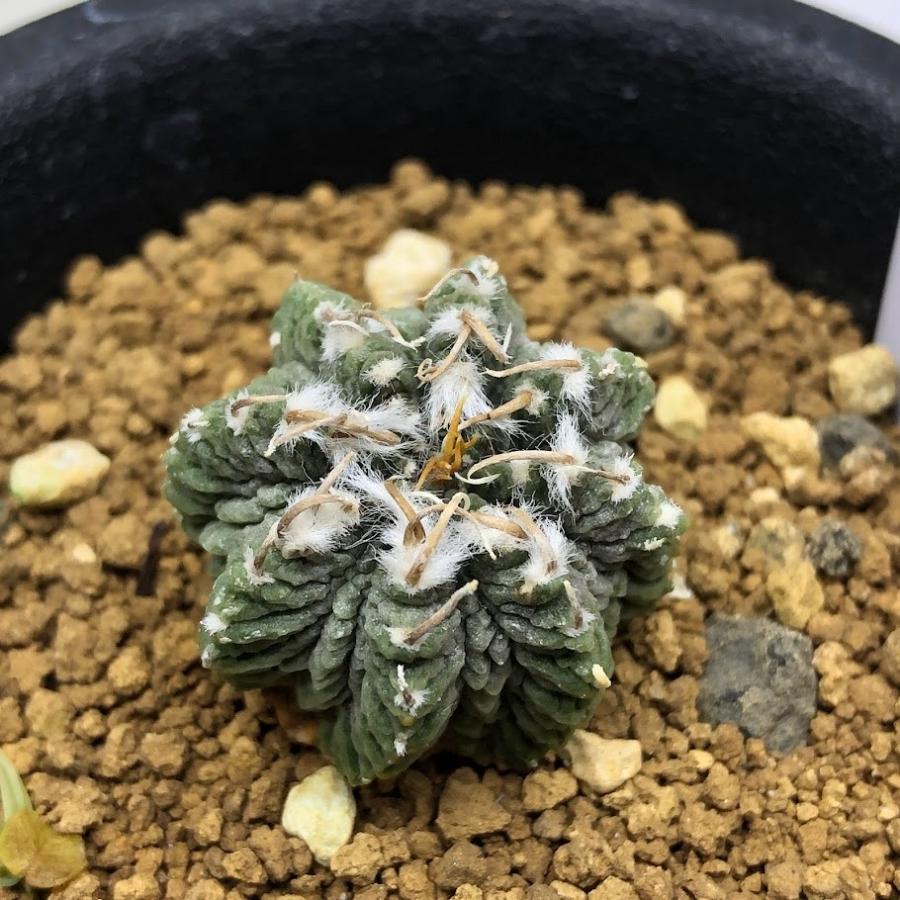 サボテン:アズテキウム 花籠(はなかご)自根*幅2.5cm 現品 サボテン:アズテキウム 花籠(はなかご)自根*幅2.5cm 現品
