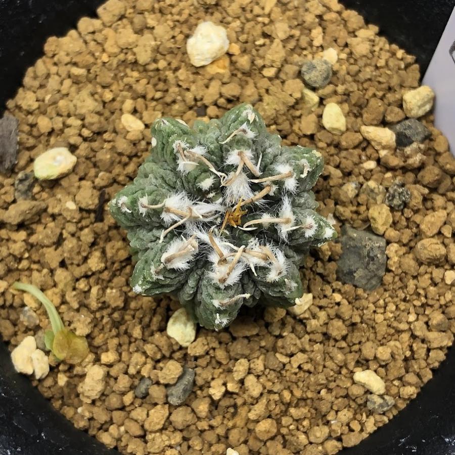 サボテン:アズテキウム 花籠(はなかご)自根*幅2.5cm 現品 サボテン:アズテキウム 花籠(はなかご)自根*幅2.5cm 現品