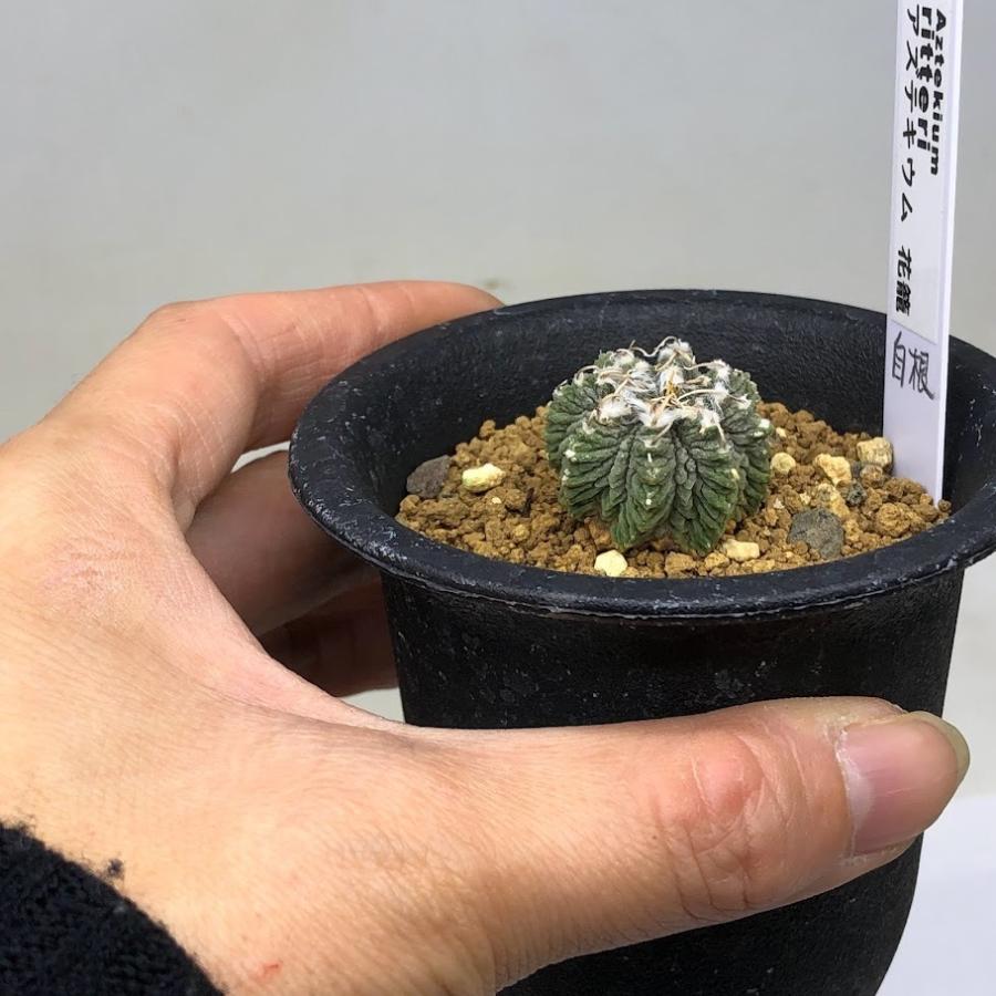サボテン:アズテキウム 花籠(はなかご)自根*幅2.5cm 現品 サボテン:アズテキウム 花籠(はなかご)自根*幅2.5cm 現品