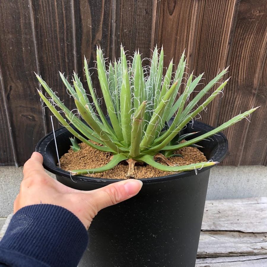 多肉植物：アガベ トーメヤナ 樹氷*幅16cm 現品！一品限り