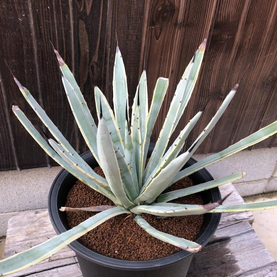 アガベ　マクロアカンサ　黄中斑　陰陽斑 2025年最新】アガベ マクロアカンサの人気アイテム - メルカリ アガベ