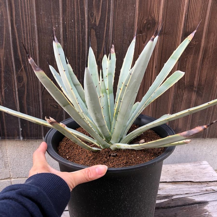 多肉植物：アガベ マクロアカンサ錦 覆輪*幅40cm 現品！一品限り