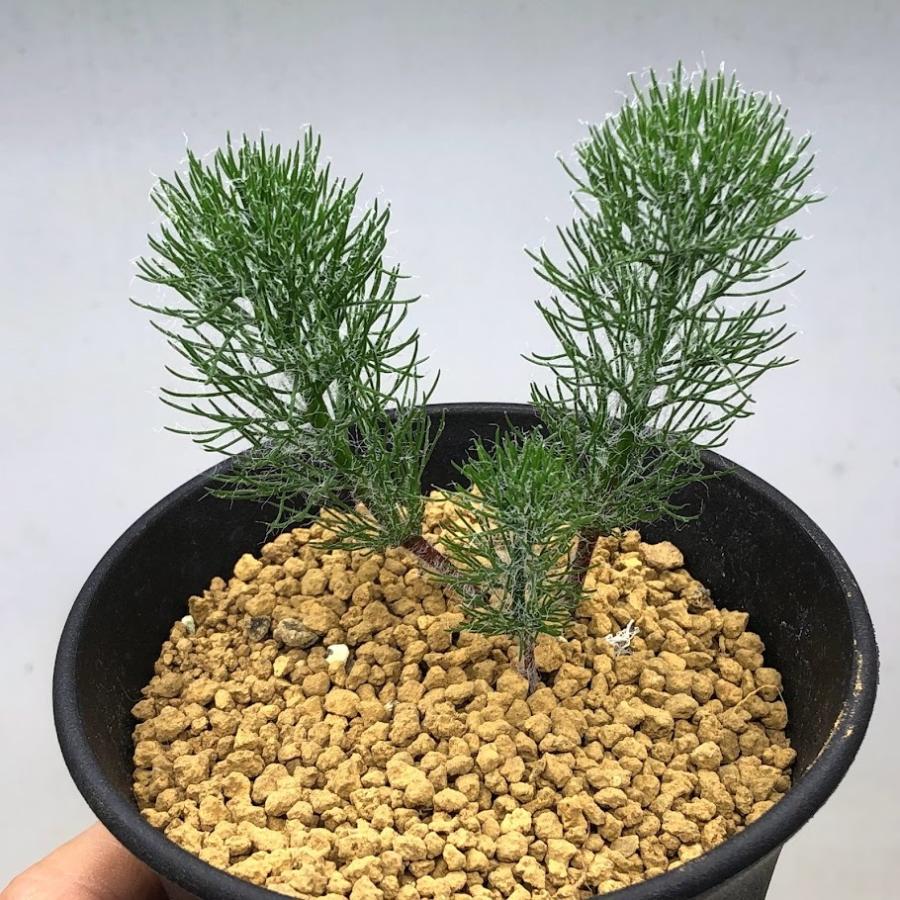 エリオスペルマム　パラドクサム　大株 球根植物：エリオスペルマム パラドクサム 霧氷玉*葉幅6cm 現品 一品