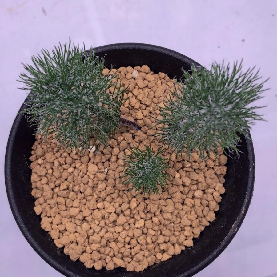 球根植物：エリオスペルマム パラドクサム 霧氷玉*葉幅6cm 現品 一品