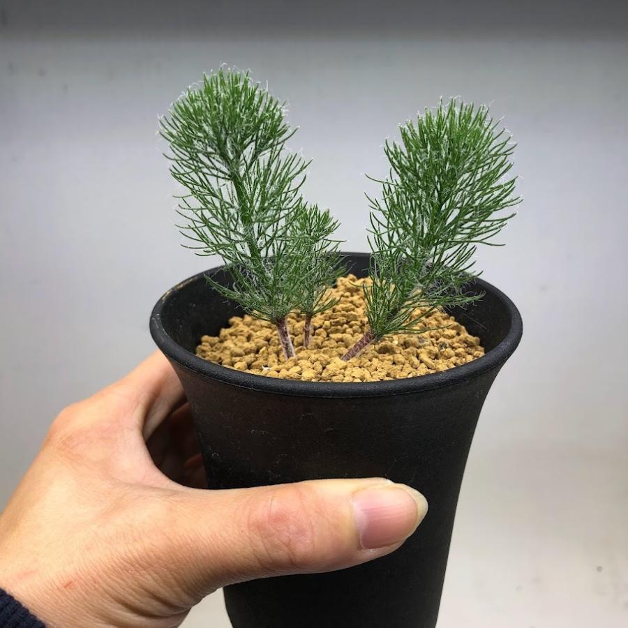 球根植物：エリオスペルマム パラドクサム 霧氷玉*葉幅6cm 現品 一品