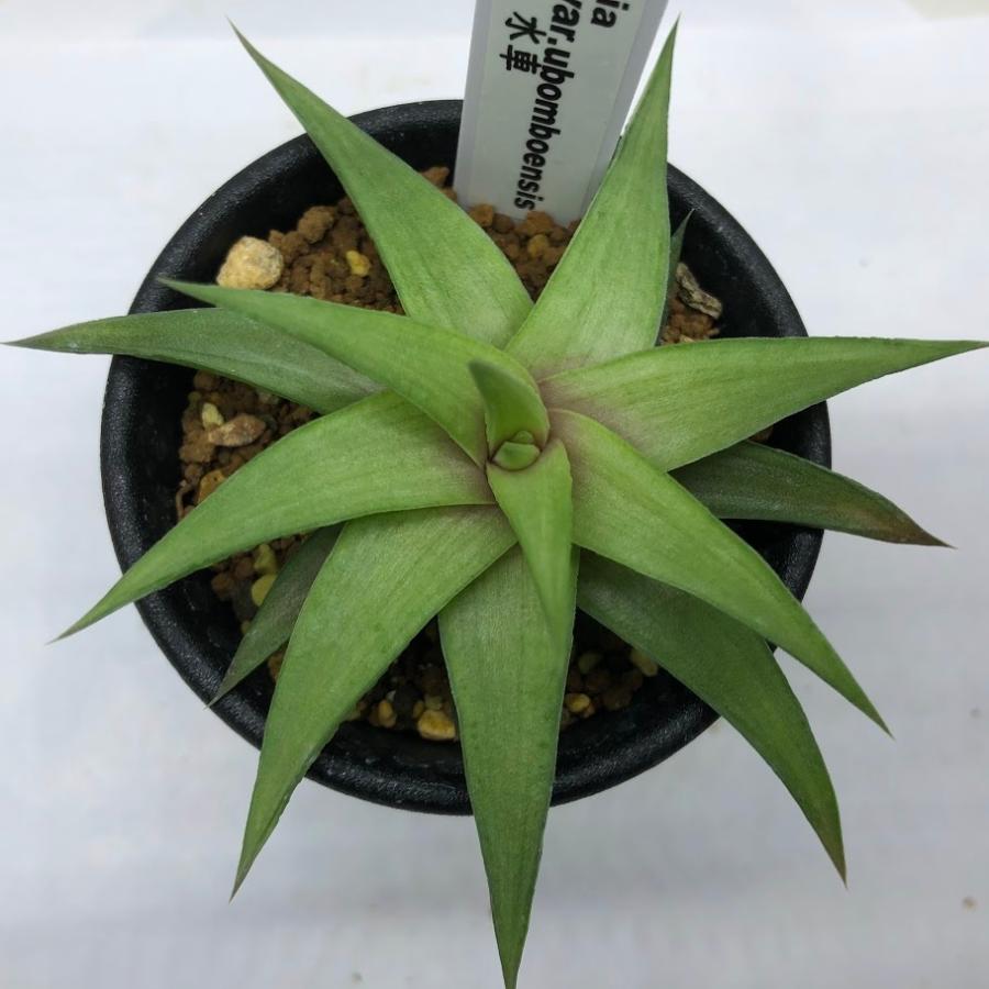 多肉植物 ハオルチア   セール 1株 500円 送料200円 早い者勝ち 3 多肉植物 ハオルチア セール 1株 500円 送料200円 早い者勝ち 3 【公式