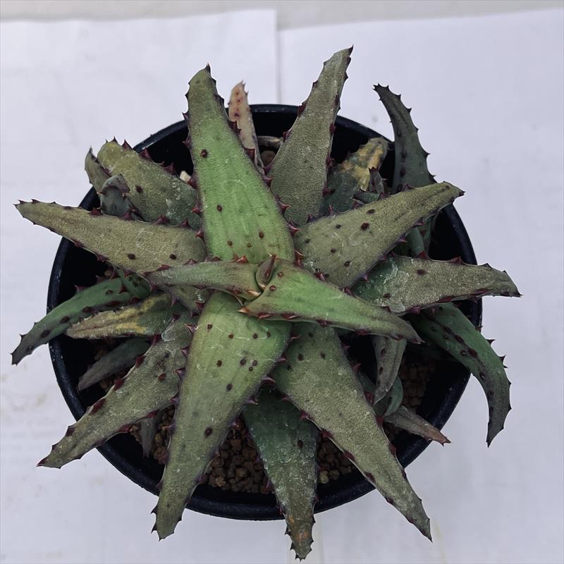 アロエ　コニフェラ✕カスティロニアエ　選抜　短葉　コレクション株 アロエ カスティロニアエ【100】 | PROTOLEAF プロトリーフ