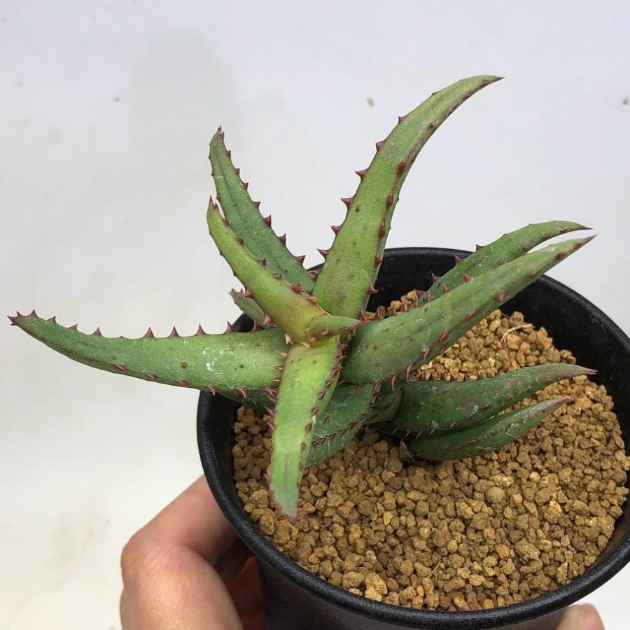 多肉植物 アロエ カスティロニアエ 実生 幅10ｃｍ 現品 一品限り Sv 遊恵盆栽 Yahoo 店 通販 Yahoo ショッピング