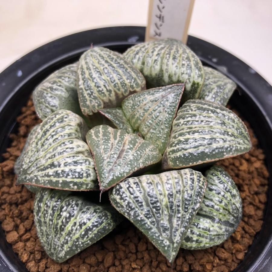 多肉植物　ハオルチア　スプレンデンス　ハイブリッド　 3本全部抜き苗 多肉植物 ハオルチア スプレンデンス ハイブリッド 3本全部抜き