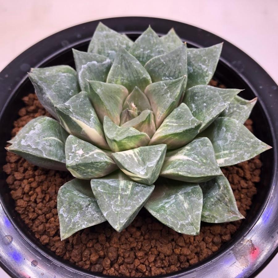 多肉植物:ハオルチア コンプトニアナ錦*幅9cm 現品!一品限り 多肉植物:ハオルチア コンプトニアナ錦*幅9cm 現品!一品限り