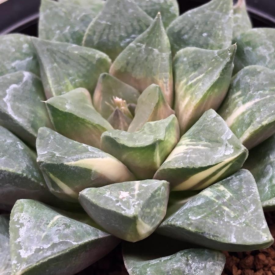多肉植物：ハオルチア コンプトニアナ錦*幅9cm 現品！一品限り