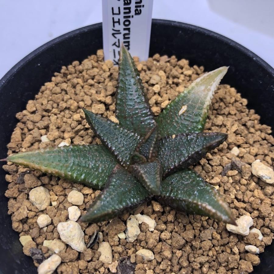 多肉植物：ハオルチア コエルマニオルム*幅6.5cm 現品！一品限り