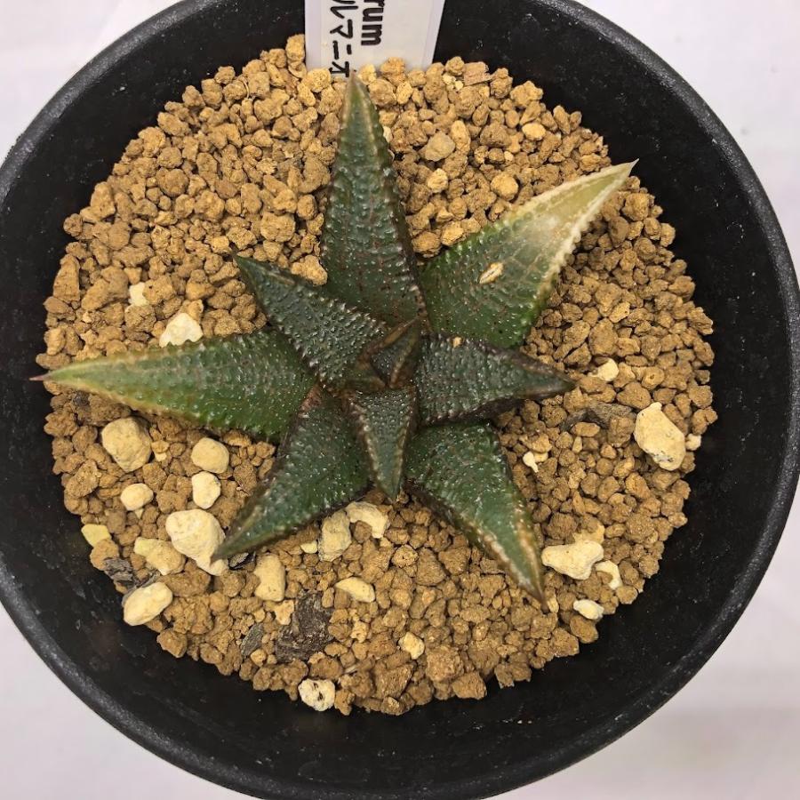 多肉植物：ハオルチア コエルマニオルム*幅6.5cm 現品！一品限り