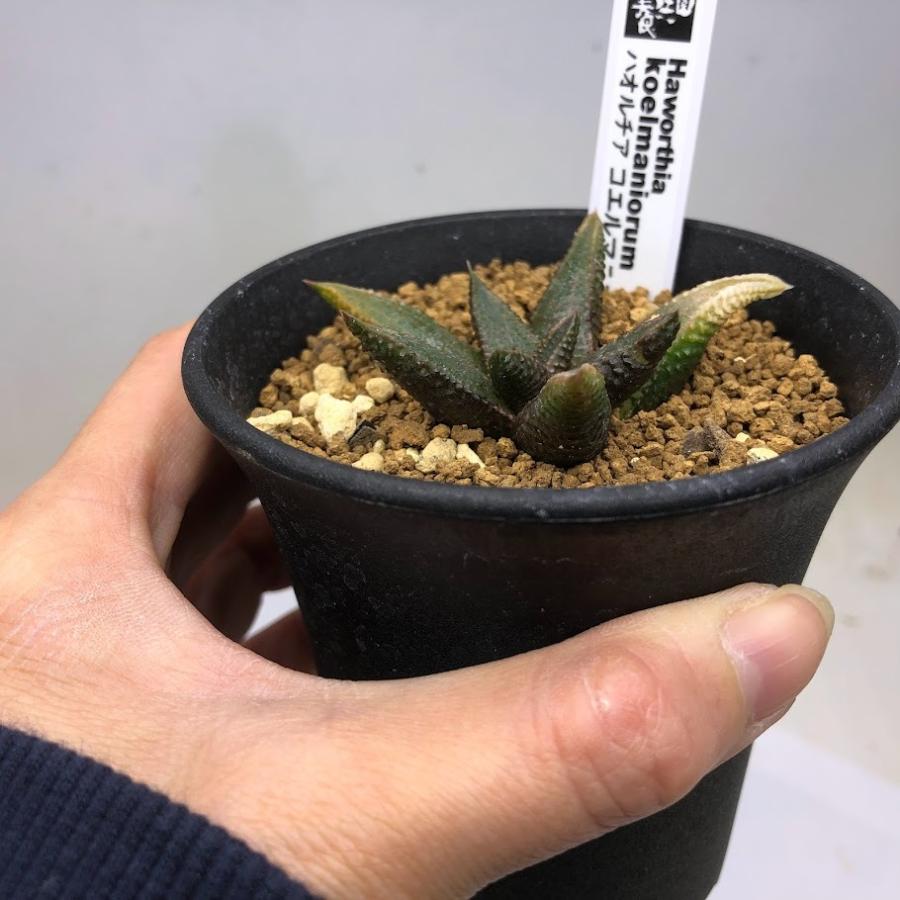多肉植物：ハオルチア コエルマニオルム*幅6.5cm 現品！一品限り