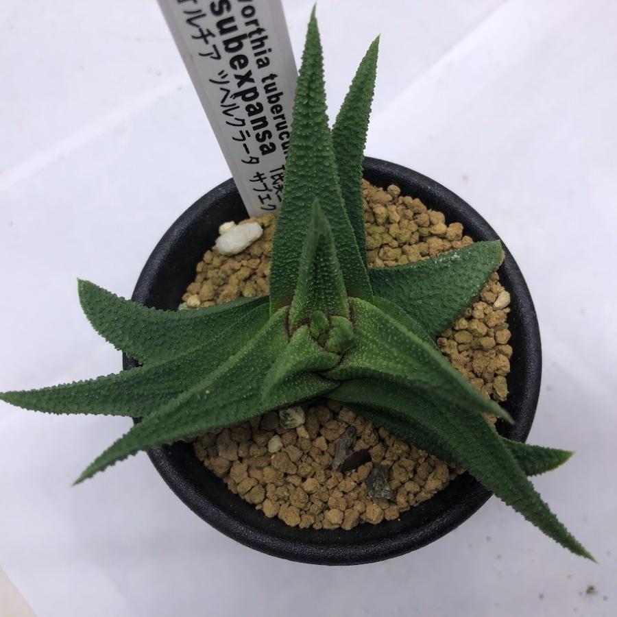 多肉植物：ハオルチア スカブラ ツベルクラータ サブエクスパンサ T氏