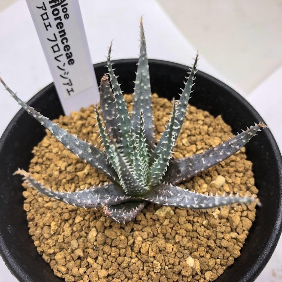 親株 フローレンシアエ 親株現物販売 多肉植物：アロエ フロレンシアエ*幅7cm 現品！一品限り : 遊恵盆栽