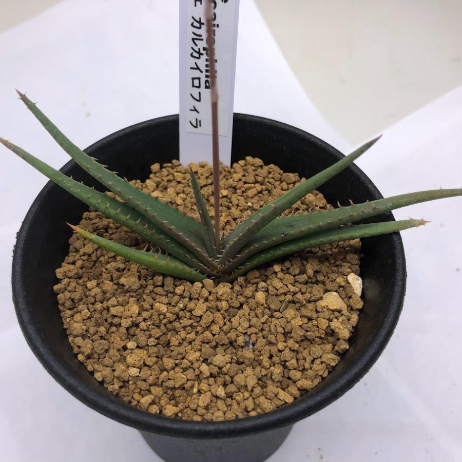 多肉植物：アロエ カルカイロフィラ*幅11cm : 遊恵盆栽 Yahoo!店