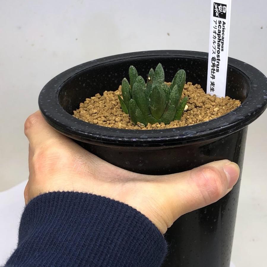 サボテン：アリオカルプス 竜角牡丹 実生*幅4.5cm 現品！一品限り