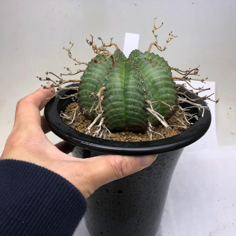 多肉植物：ユーフォルビア バリダ*全幅15cm 現品！一品限り