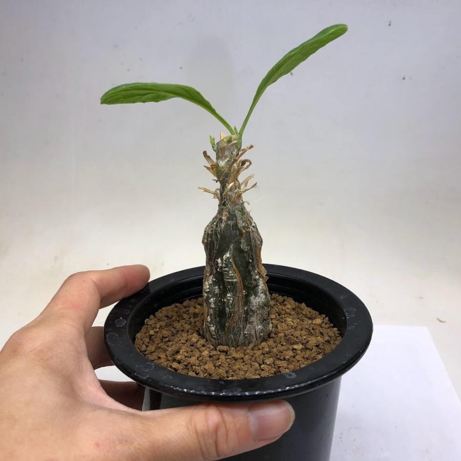 コーデックス：ケファロペンタンドラ エキローサ*塊根幅3cm 現品 