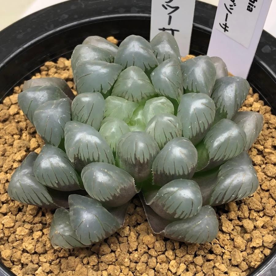 多肉植物：ハオルチア 特大紫オブツーサ *幅7cm 現品！一品限り