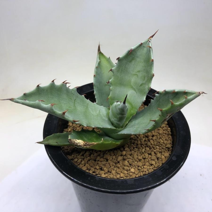多肉植物：アガベ コロラータ*幅11cm 現品！一品限り ※葉裏に傷あり 