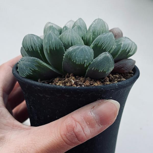 ☆特価☆多肉植物：ハオルチア 大型オブツーサ セレーネ*M 幅9cm