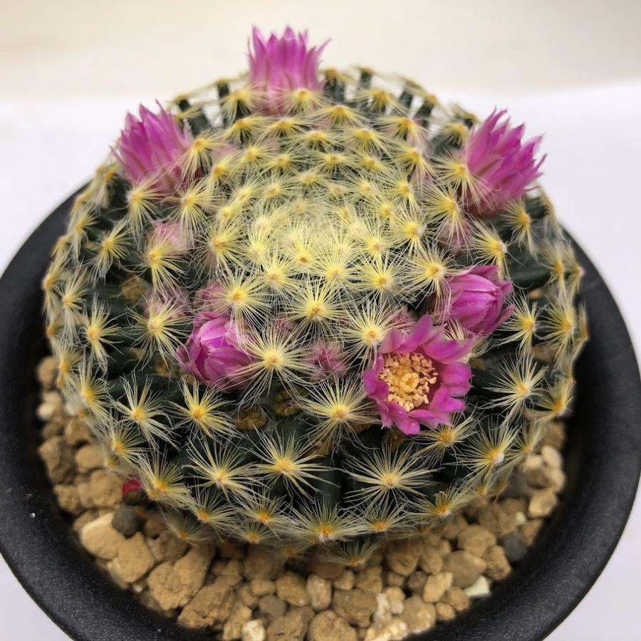 サボテン マミラリア 赤花明星 幅6 5ｃｍ Sv 遊恵盆栽 Yahoo 店 通販 Yahoo ショッピング